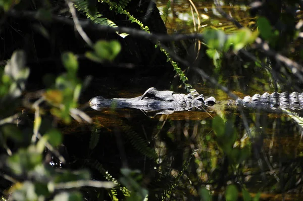 Alligator in een moeras — Stockfoto