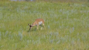Yeşil bir alanda pronghorn otlatma