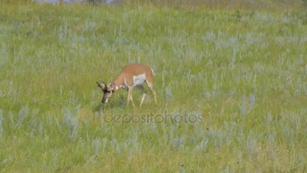 Wypas Pronghorn w zielonym polu — Wideo stockowe