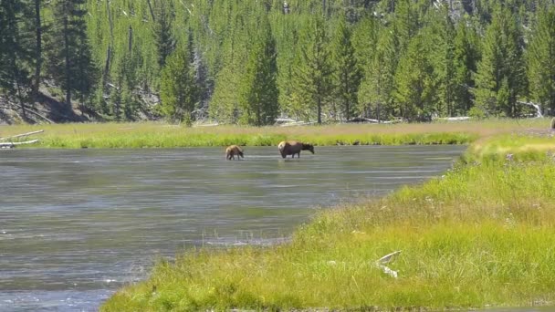 Älg som korsar en flod — Stockvideo