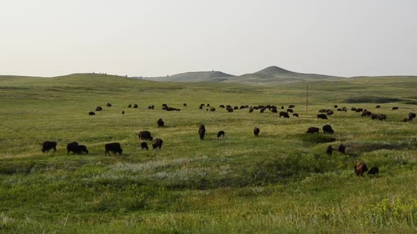 Uma manada de pastagem de bisões — Vídeo de Stock
