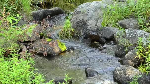 Een stroom lopen — Stockvideo