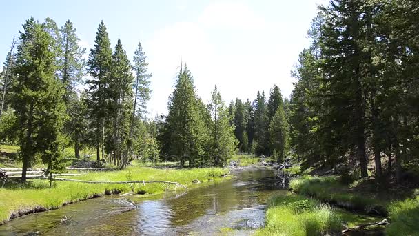 Het Nationaalpark Yellowstone — Stockvideo