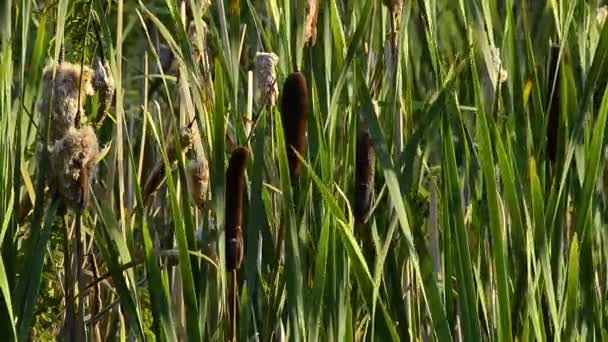 Queues de bétail soufflant dans le vent 