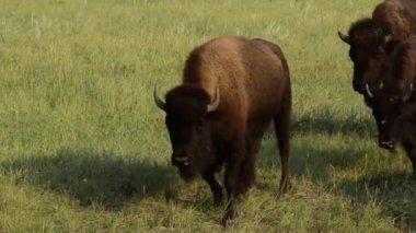 Buffalo harekete geçti