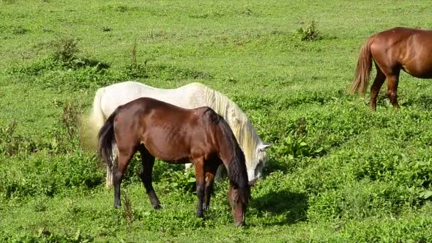 Dos caballos en un campo — Vídeos de Stock