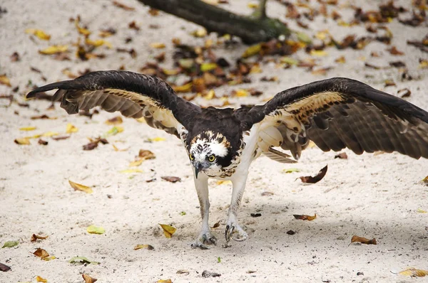 Osprey na piasku — Zdjęcie stockowe