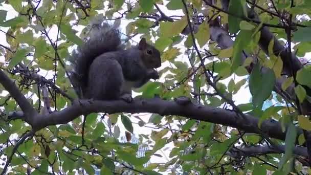 Écureuil dans un arbre — Video