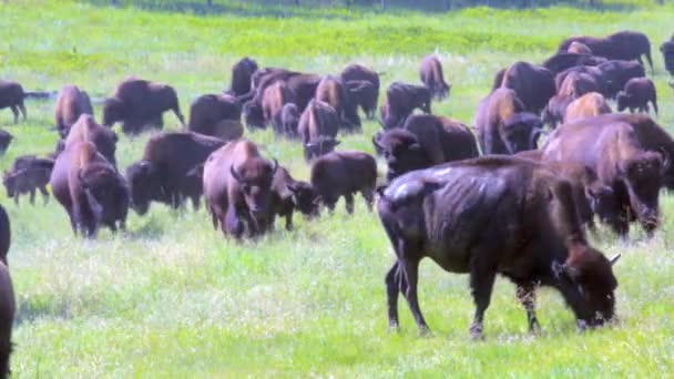 Una manada de búfalos — Vídeo de stock