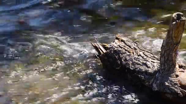 Flowing stream going around a log — Stock Video