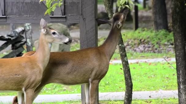 两个白尾鹿 — 图库视频影像