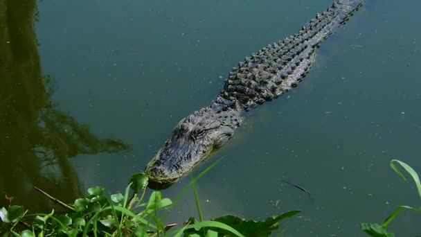 Amerikaanse Alligator drijvende — Stockvideo