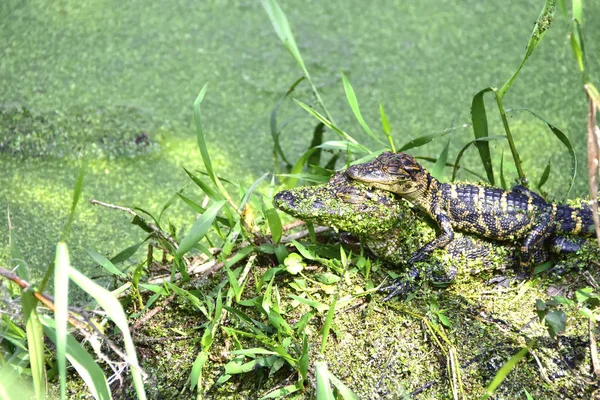 Dois Alligator Hatchlings — Fotografia de Stock