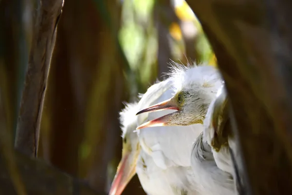 Aigrette poussin dans un prochain — Photo