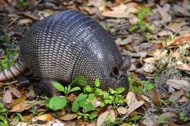  dokuz şeritli armadillo