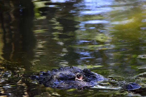 Portrait of an Alligator — Stockfoto