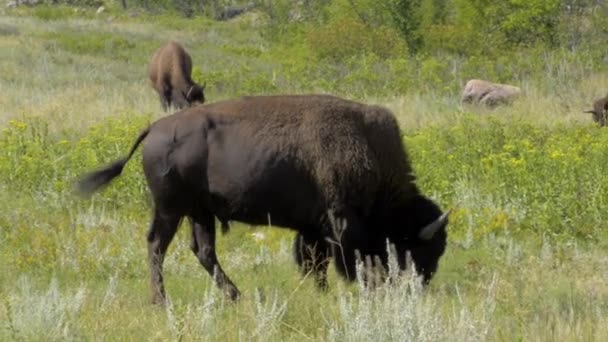 Amerikaanse bizon grazen — Stockvideo
