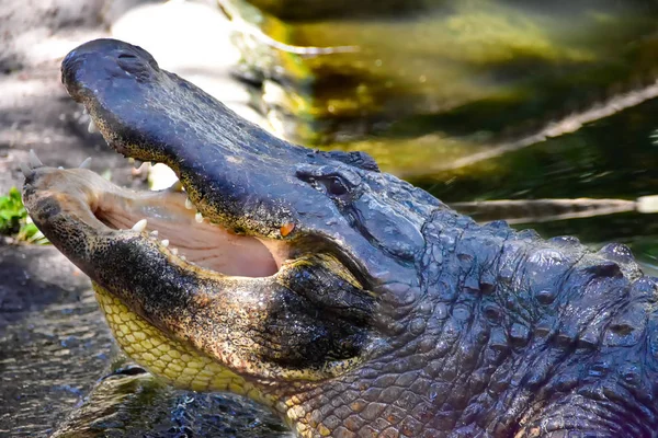 Alligator in het water — Stockfoto