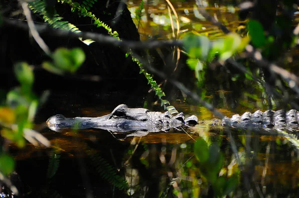 Amerikaanse alligator — Stockfoto