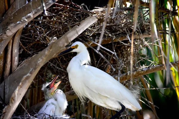Snowy Egret och Chick — Stockfoto
