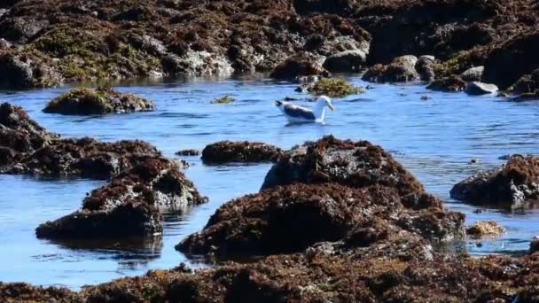 潮プール モントレー湾 カリフォルニアのカモメ ロックされているカメラ — ストック動画