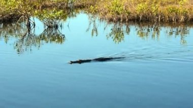 Amerikan sağ sol, kamera aşağıdaki Yüzme timsah.