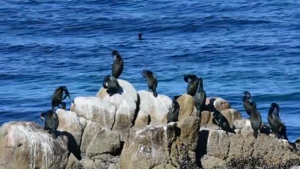 Karabatak Bir Kayaya Monteey Körfezi Kaliforniya Kilitli Kamera — Stok video