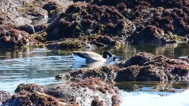 Canada Goose Feeding Tide Pool Monterey Bay California Camera Locked — Stock Video