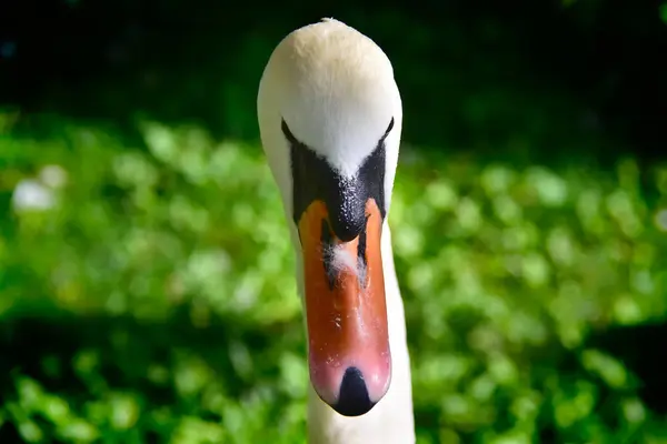 Retrato de um cisne mudo — Fotografia de Stock