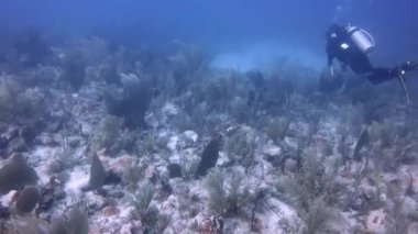 Scuba Diver, foureye butterfish, mavi tang ve papağan Balık Karayipler.