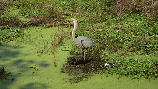 Gran Garza Azul Parque Nacional Everglades Florida — Vídeos de Stock