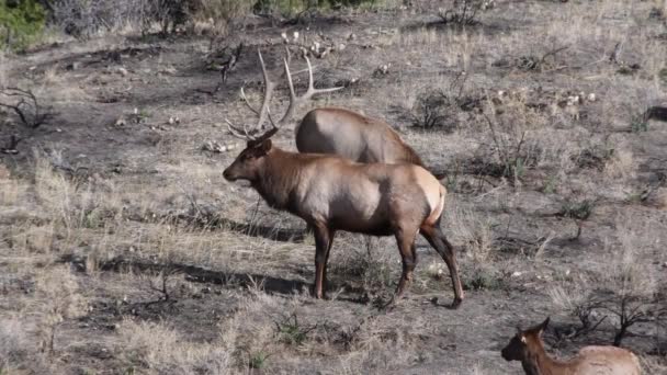 Troupeau de wapitis près de la porte nord du parc national Yellowstone, près de Gardner, Montana. Caméra verrouillée .