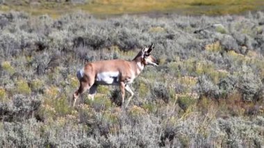 Lamar Vadisi 'nde, Yellowstone Ulusal Parkı' nda. Kamera aşağıdaki konu.