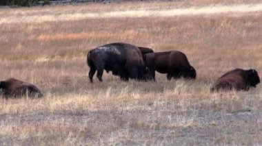 Yellowstone Ulusal Parkı 'nda bizon. Kamera takip ediyor.