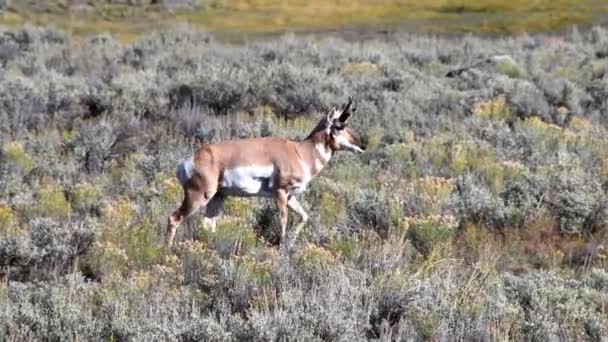 Pronghorn Lamar Valley Yellowstonský Národní Park Fotoaparát Sledující Předmět — Stock video