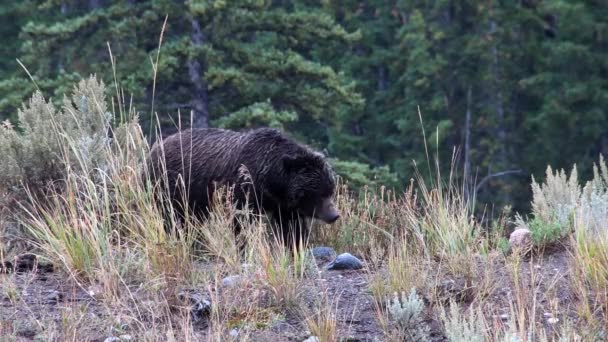 Медведь Гризли Пасутся Дождем Вдоль Реки Ламар Камера Заблокирована — стоковое видео