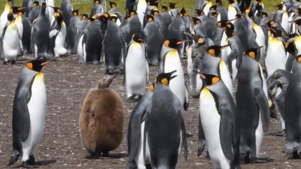 フォークランド諸島のボランティアポイントにあるキングペンギンのコロニー 音声付き 背景にいる人たち 手持ちカメラ — ストック動画