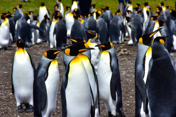 Una Colonia Pingüinos Rey Las Islas Malvinas — Foto de Stock