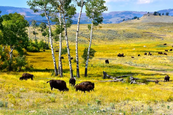 Bölény Csorda Lamar Völgyben Yellowstone Stock Fotó