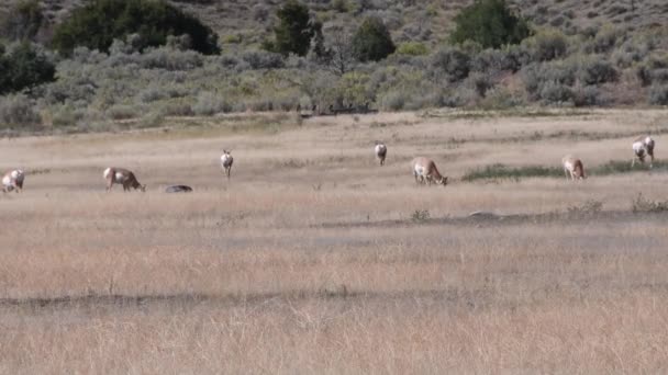 Petit troupeau de Pronghorn broutant dans un champ. Caméra verrouillée .