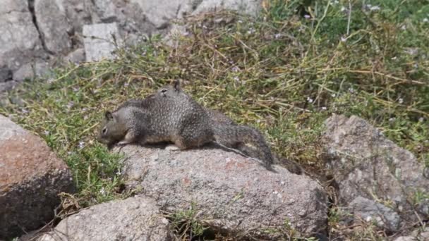 Two Ground Squirrels Rock Foraging Vegetation — Stock Video