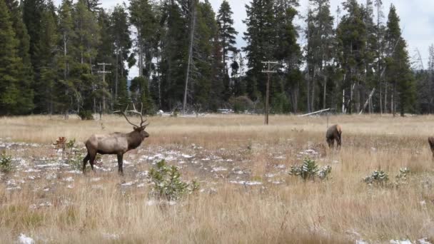 Pequeno Rebanho Alce Pastando Perto Canyon Village Parque Nacional Yellowstone — Vídeo de Stock