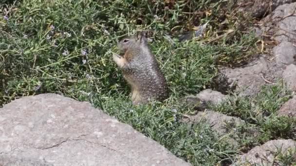 Tierra Ardilla Alimentándose Través Vegetación Cámara Siguiendo Ardilla — Vídeos de Stock