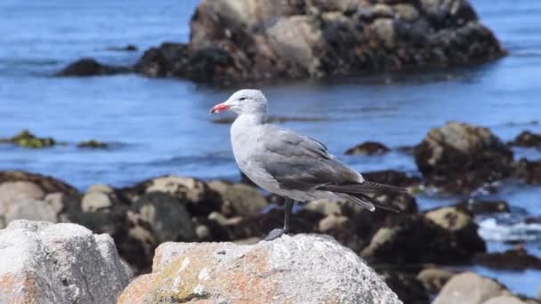 海鸥站在一块岩石上 — 图库视频影像