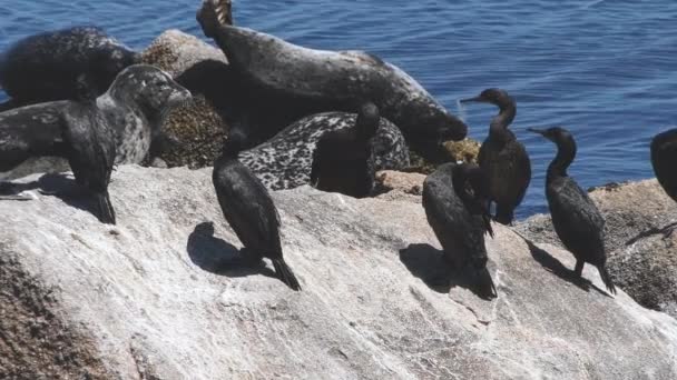 Kormoránok Kaliforniai Fókák Napoznak Egy Sziklán Monterey Ben Kaliforniában — Stock videók