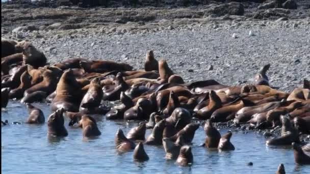 Una Colonia Focas Cerca Juneau Alaska Cámara Portátil — Vídeos de Stock