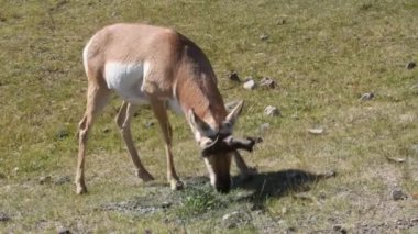 Yellowstone Ulusal Parkı 'ndaki Lamar Vadisi' nde yürüyen ve otlayan bir Amerikalı. Hayvanı takip eden kamera.
