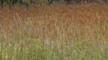 Çimen tarlası rüzgarda hafifçe esiyor. Kamera kilitlendi.