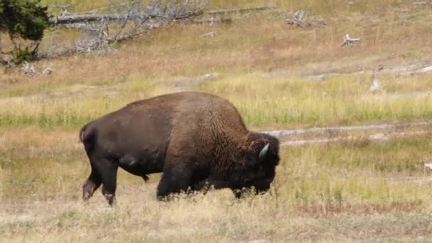 A Bison walking left to right at Firehole Lake Drive, Yellowstone National Park. Caméra suivant animal .