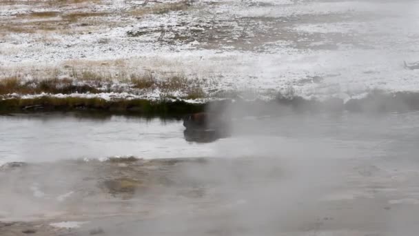 Buffalo Cruzando Río Gibbon Parque Nacional Yellowstone Wyoming Cámara Siguiendo — Vídeos de Stock